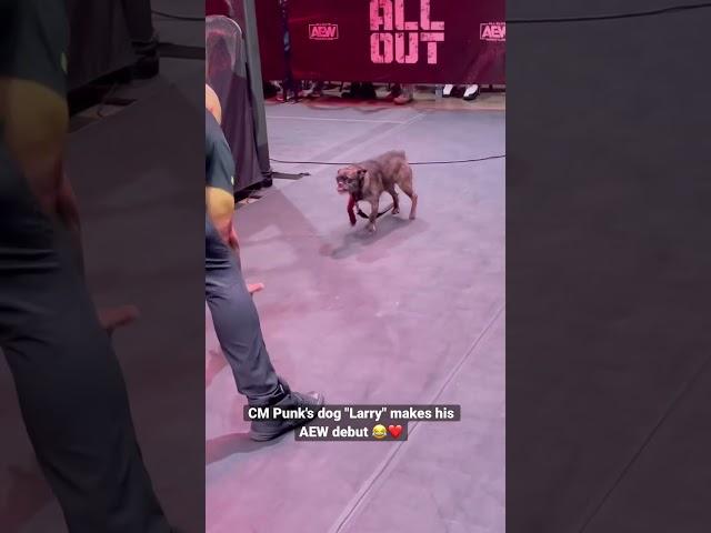 CM Punk's dog running wild at AEW All Out.  (credit: brocklesnarguy) #aew #cmpunk