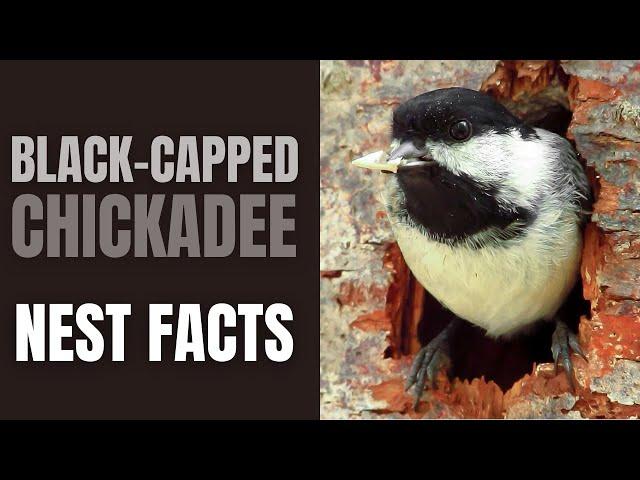 Black-capped Chickadee | Nest Facts