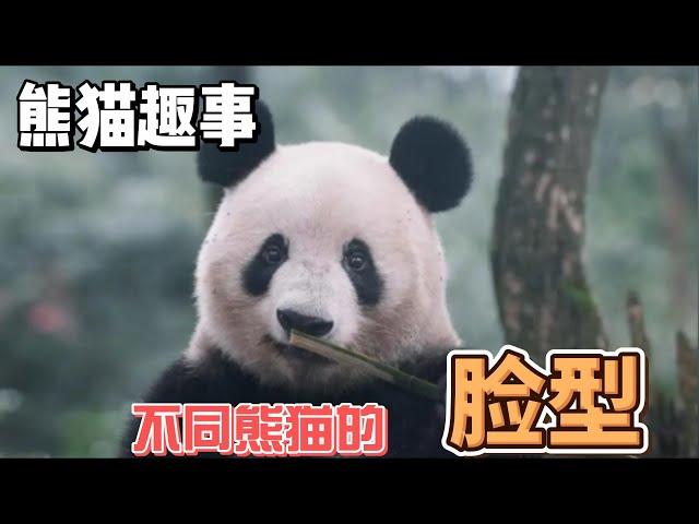 熊猫趣事，带你了解不一样的熊猫世界，不同脸型的大熊猫#panda #熊猫 #百科 #萌宠 #花花 #萌兰 #福宝