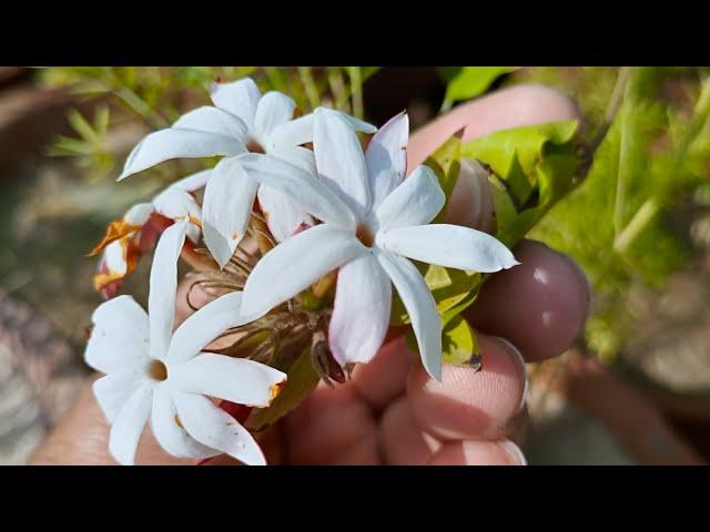 Star Jasmine Permanent Evergreen Vine | Beautiful Easy to Grow Flower Vine