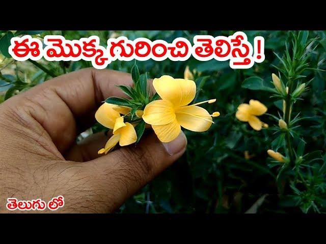 ఈ మొక్క గురించి తెలిస్తే ! | Barleria prionitis | mullu gorinta uses | Telugu World Visite