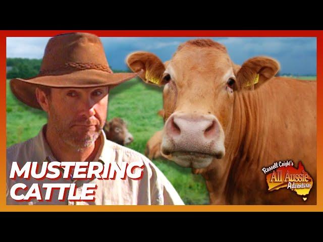 Russell Coight Teaches You How To Muster Cattle | All Aussie Adventures
