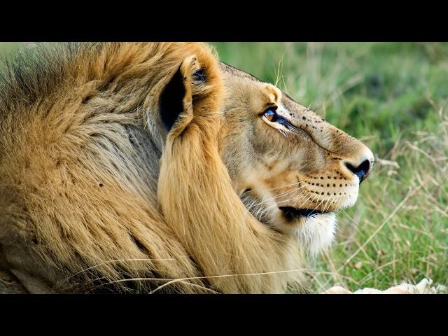 Lions and Hyenas Battle for Survival in Southern Africa | Our World