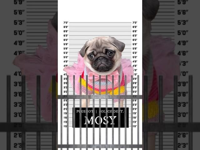 My PUG PUPPY got arrested!  #pug #puppy #dog