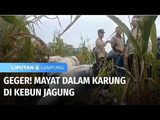 Geger! Penemuan Mayat dalam Karung di Kebun Jagung | Liputan 6 Lampung