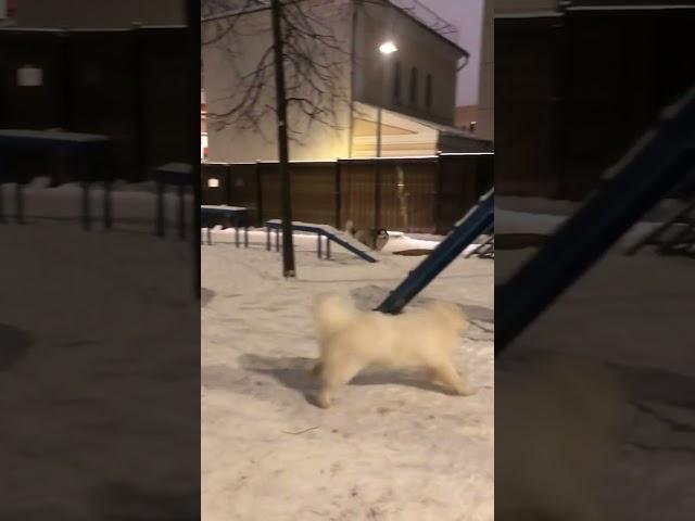 Что это за булочка!  #собака #собакаизприюта #adoptdontshop #husky #хаски