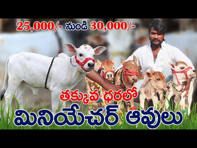 Miniature & Punganur Cows sale | 7095777148 |ఈ ఆవులు ఖర్చు తక్కువ...ఇంట్లో పెంచుకోవచ్చు| CBNews