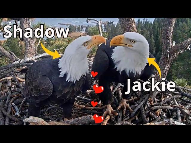 Bald Eagles Jackie & ShadowLOVE️ & FUNin the Nest. Shadow Plays Hard To Get! Fiona️