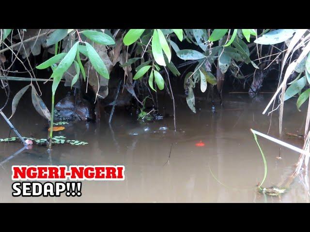 NGERI-NGERI sedap mancing di rawa Lampung #PR-154