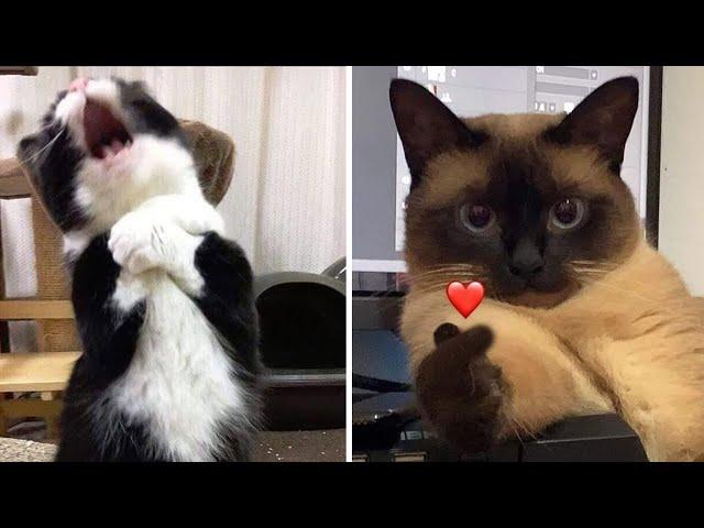 Compilation New Funniest Cat Videos  You laugh You Lose  Best of Funny Cat Videos 