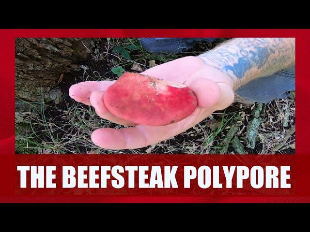 The Beefsteak Polypore