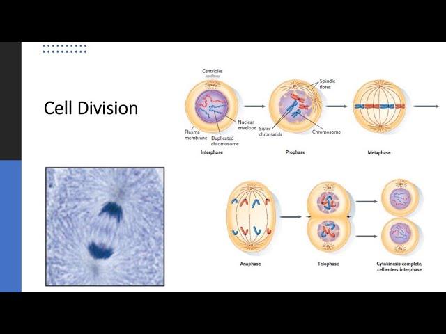 Cell Division