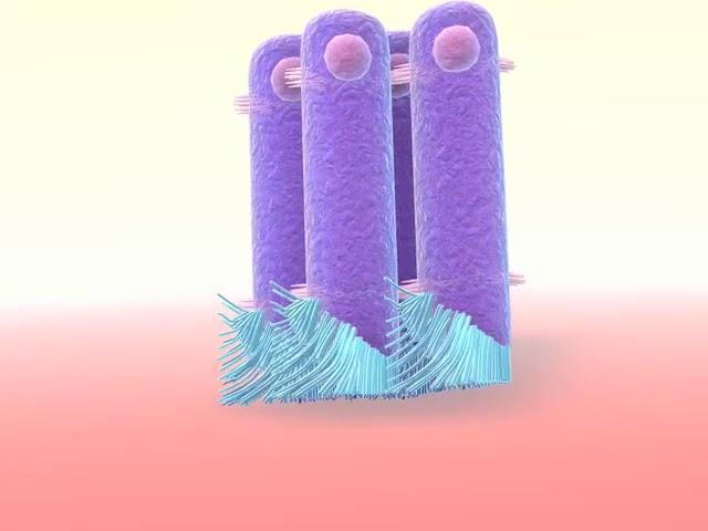 Tooth enamel formation