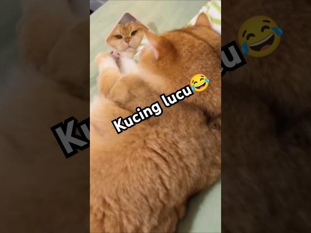 VIDEO KUCING LUCU BIKIN NGAKAK‼️ #kucing #lucu