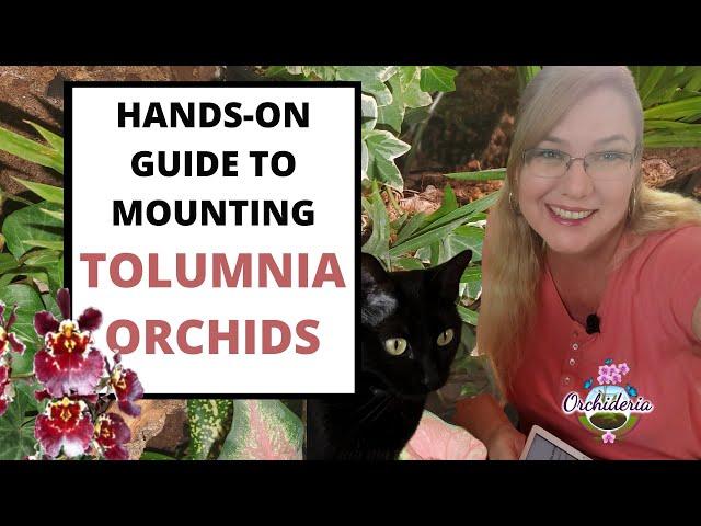 Mounting Tolumnia Orchids: Hands on Guide To Mounting Orchids on Trees