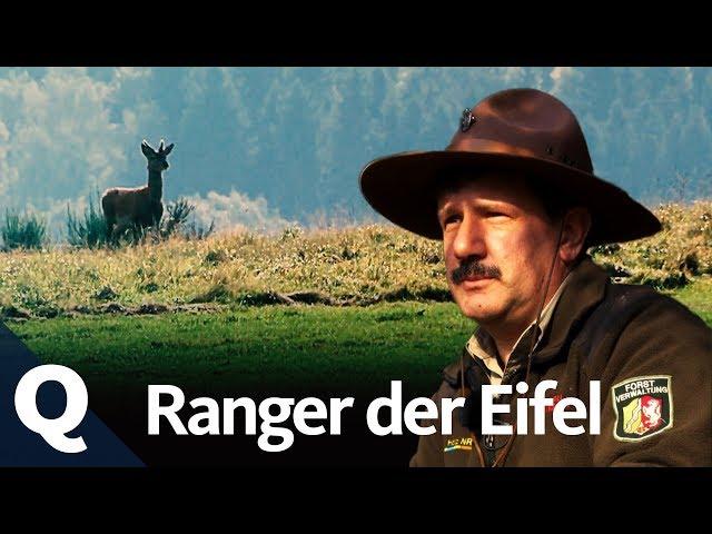 Wie Ranger den Nationalpark Eifel zurück zur Natur bringen | Quarks