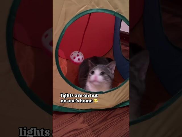 Funny animal videos I found on Instagram and Tiktok #shorts #funnyanimals #cat #funnypets #funny