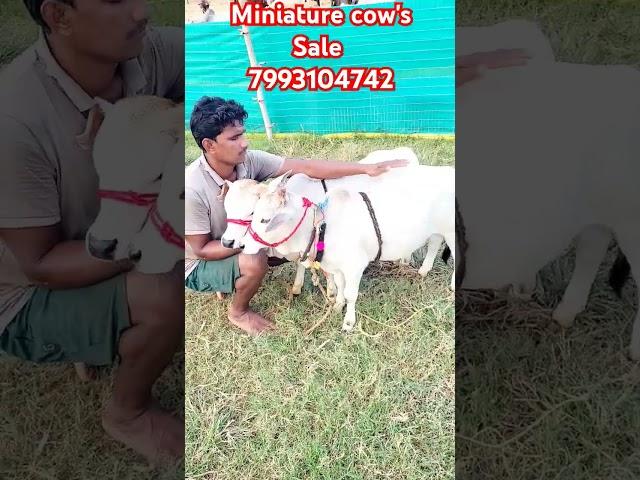 Miniature cow's avaliable for sale 7993104742