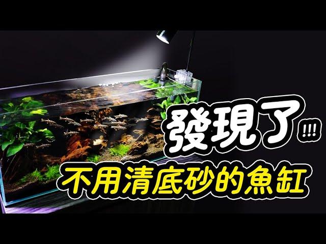 底砂、沉木總是髒兮兮，讓處女座的清潔魚來幫你！Carpet - Searching Fish : Sand Cleaner Yoyo loach.