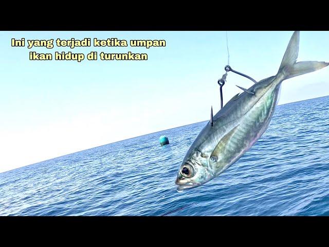 Mancing Ikan Besar Umpan Ikan Hidup Langsung Disambar !! Mancing Ikan Kakap