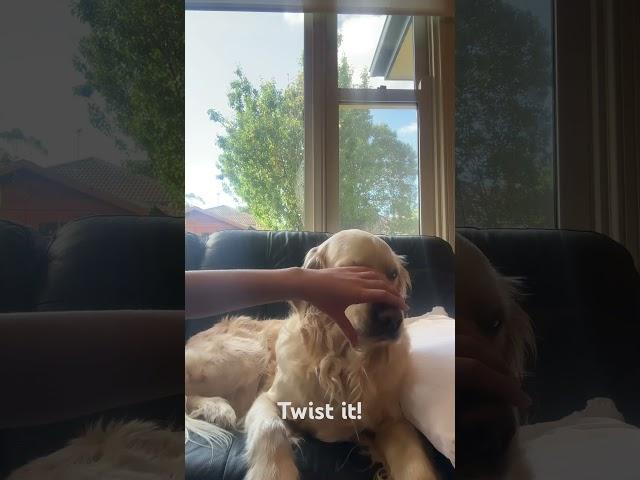 I didn’t want to hurt her  #dog #cute #goldenretriever