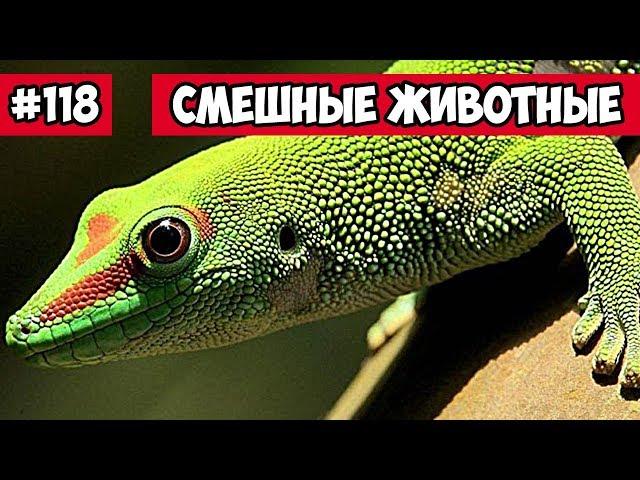 Смешные животные - забавные ящерицы | Bazuzu Video ТОП подборка 118, март 2018