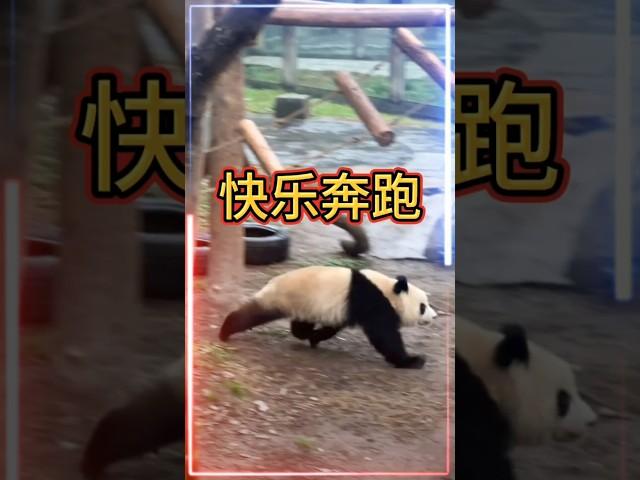 ‍️欢乐熊猫大冲刺！渝可渝爱 #大熊猫 ＃panda funny moments