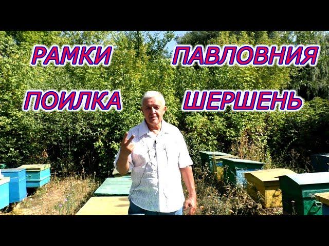 ОСЕННИЕ РАБОТЫ НА ПАСЕКЕ. РАМКИ. ПОИЛКА. ПАВЛОВНИЯ. ШЕРШЕНЬ.