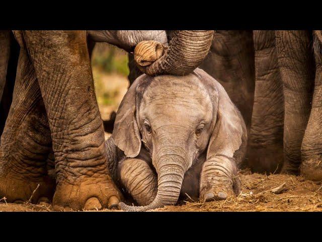 Anak gajah ini ditinggalkan oleh ibunya…