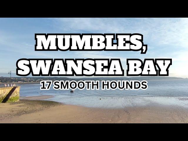 Swansea Bay, Mumbles (Smooth Hounds Were Feeding)