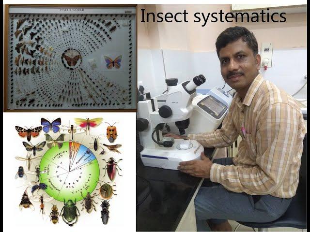 Insect systematics lecture 1 Introduction to insect taxonomy