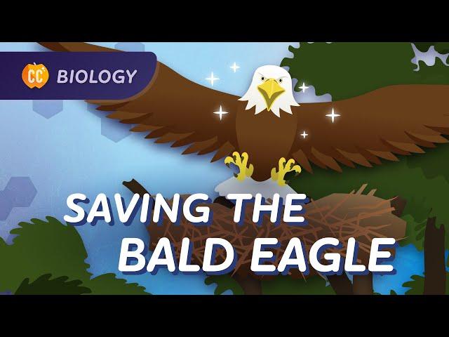 Population Ecology: How We Saved the Bald Eagle: Crash Course Biology #7