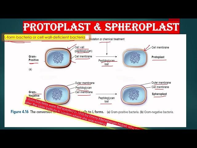 CELL WALL LESS BACTERIA AND CELL WALL DEFICIENT BACTERIA IN ENGLISH  L FORM, SPHEROPLAST, PROTOPLAST