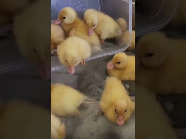 Baby ducks first bath first time swimming cute little baby ducks