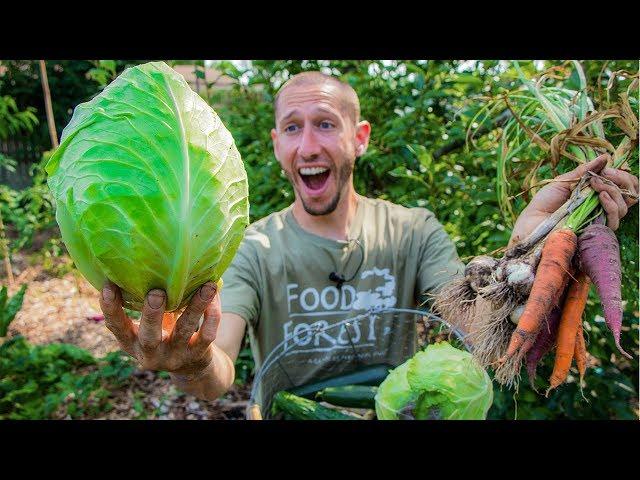 Permaculture Garden Harvest | 100% Organic BACKYARD Gardening at it's Finest