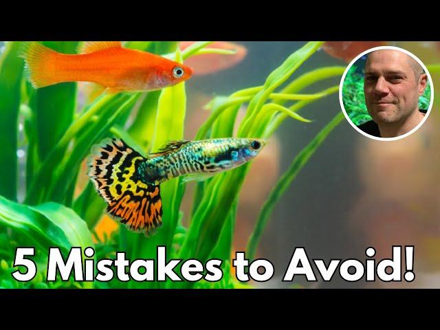 Guppy Keeping Fails: Learn from These 5 Common Mistakes