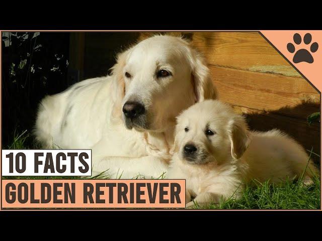 Golden Retriever - Top 10 Facts | Dog World