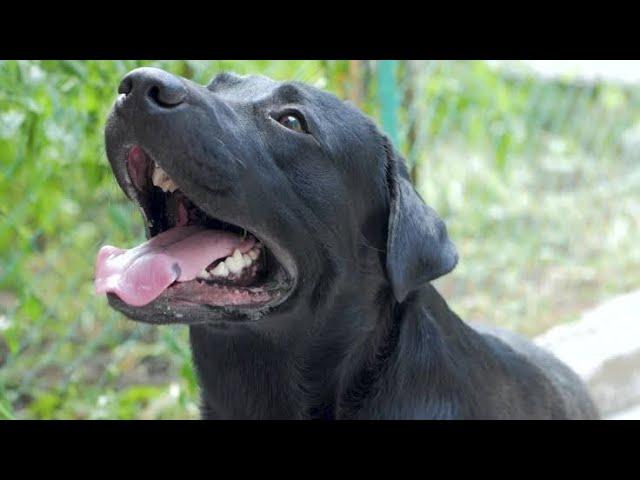 Kutte Ki Awaaz | Dog sound | Kutte ki Bhokne Ki Awaz | Dogs Barking | Dog Voice angry