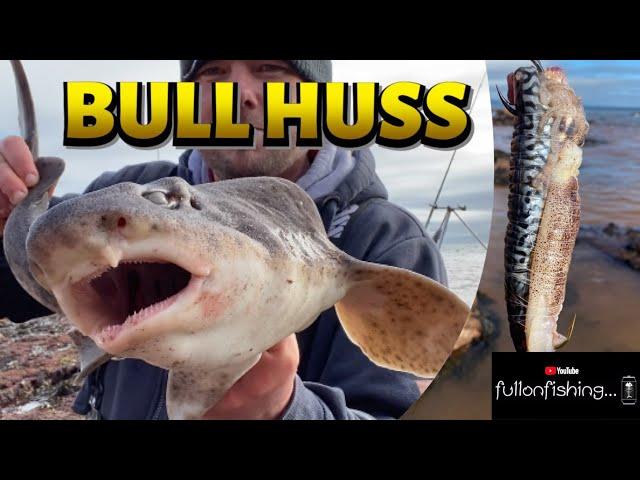 NEW PB BIG BAITS on the hunt for BULL HUSS and CONGER EEL. UK Shore Angling 2023. Devon Rocks