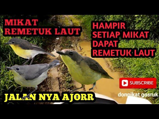 Mikat burcil remetuk laut trik jitu,ampuh