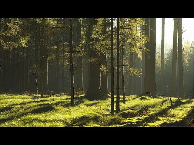 Peaceful Singing Birds In Beautiful Forest Clearing - Nature Sounds For Healthy Sleep