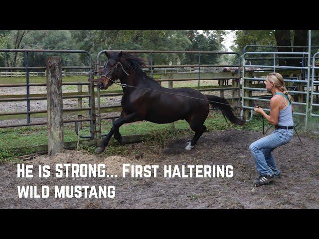 He is STRONG...First Haltering w/a Wild Mustang  | Buffalo Hills 2024