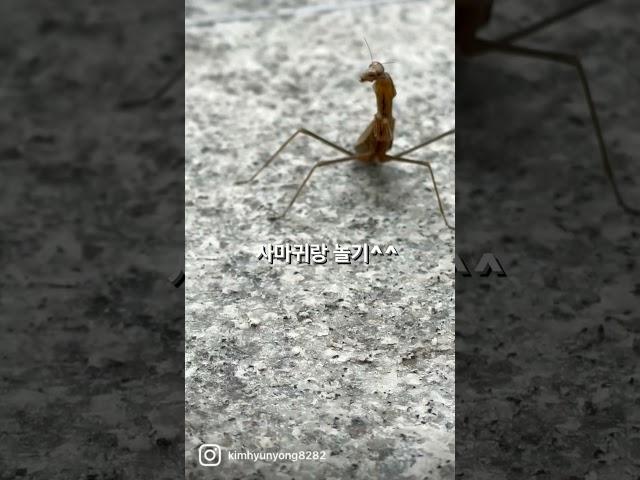 무궁화 꽃이 피었습니다^^ 사마귀가 놀아달래여 ㅋㅋ