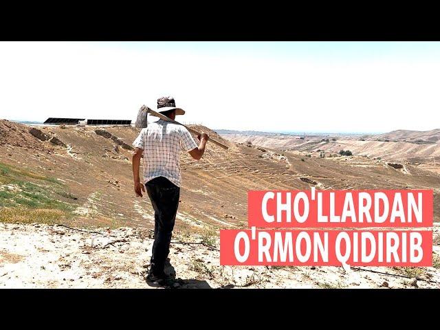 Cho‘llardan o‘rmon qidirib