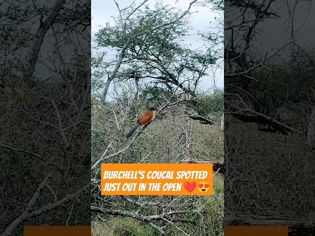 Burchell's Coucal #youtubeshorts #shorts #birdlovers #krugernationalpark #birds #birding #twitchers