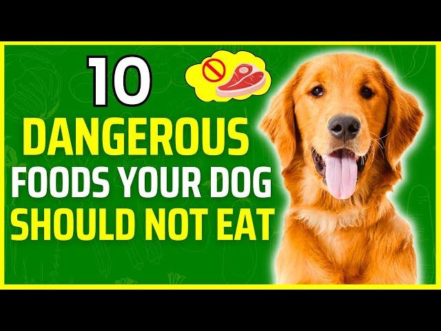 10 Dangerous Foods Your Dog Shouldn't Eat | Dangerous foods for Dogs