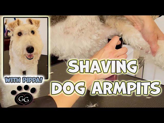 Shaving a Dog's Armpits  - How to Clipper Dog Armpits Safely - (NO MATS EDITION) - Gina's Grooming