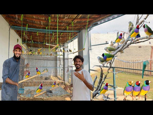 Gouldian Finch || java Finch Ki Alag Aviary Bana Rhy 