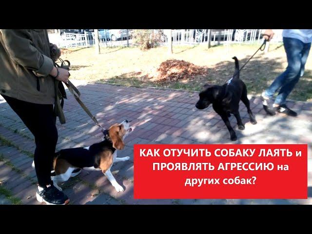 Как отучить собаку лаять и проявлять агрессию к другим собакам?