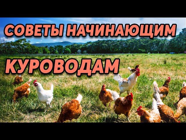 Куры несушки . 5 советов новичкам. Содержание, кормление, профилактика заболеваний.